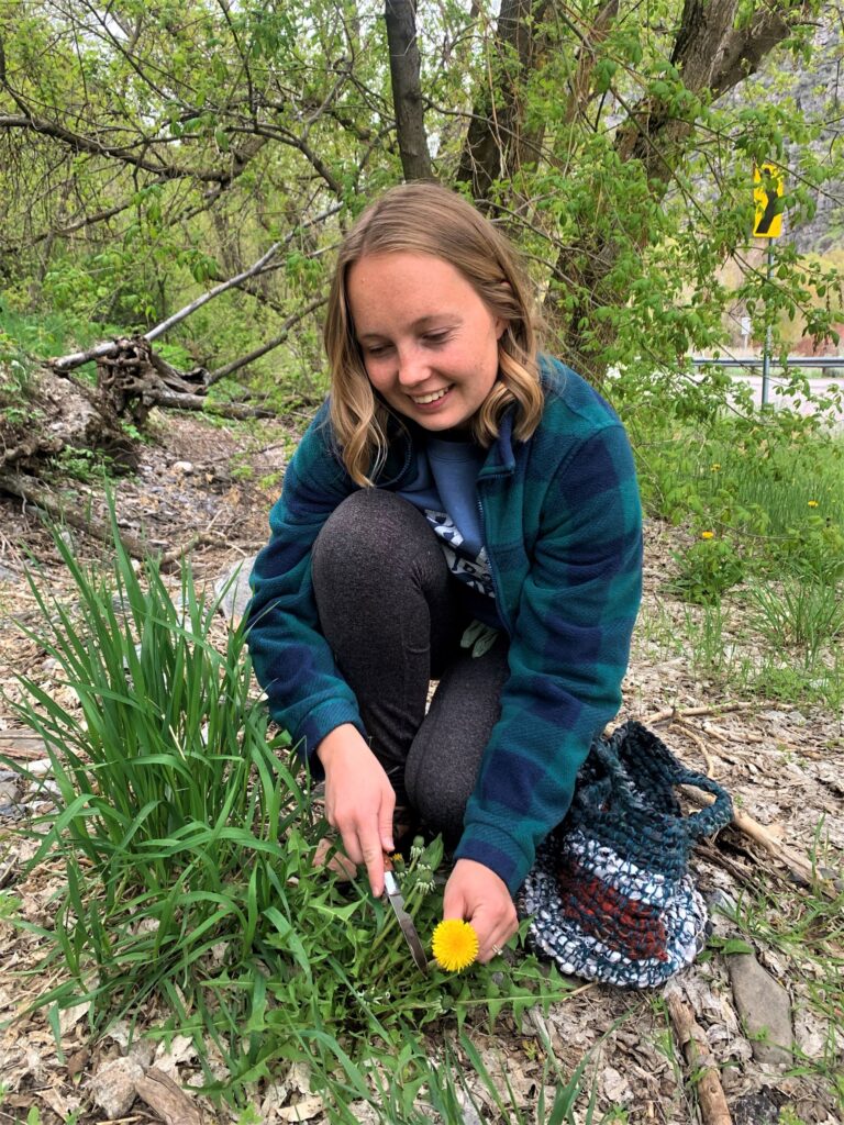 edible dandelion foraging