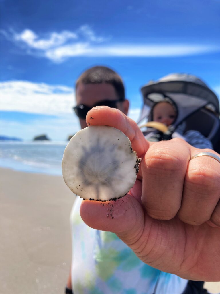 collecting sand dollars in oregon with kids
pacific northwest with a toddler